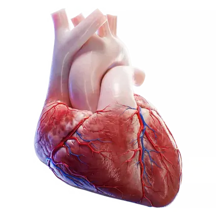 Cardiología - Salud cardiovascular y estudios especializados