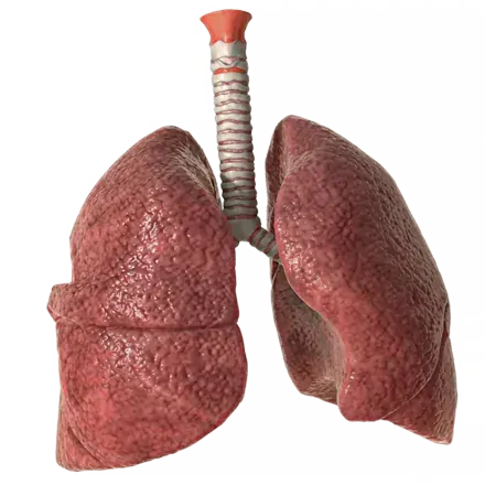 Neumología - Espirometría, poligrafía de sueño y rehabilitación respiratoria